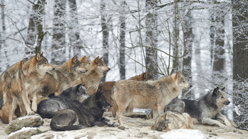 狼主要分布於亞洲、歐洲、北美和中東（主要是北半球的溫帶區域）。