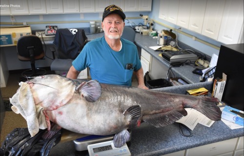 辛格爾特里捕獲一條120磅鯰魚。