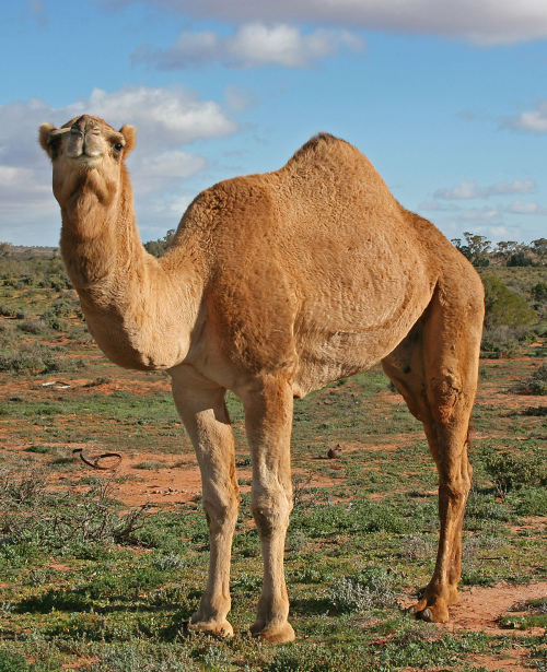 澳州野生骆驼奇谭