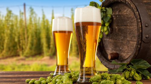 啤酒可以降低人体的血脂，又能降低心血管疾病的风险。