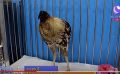 離奇泰國雞斷頭10天後還活著(視頻)