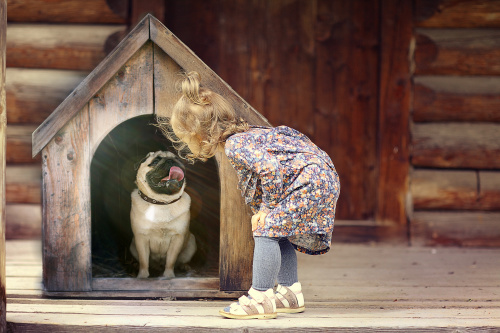 你家的寵物狗有屬於自己的溫馨小窩嗎？