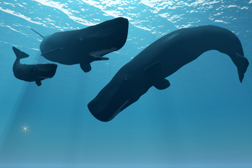 惨烈一鲸鱼尸体中发现近30公斤的塑料