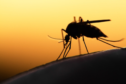 即便你屏住呼吸，蚊子也很有可能順著別人的留下的二氧化碳找到你身上來。