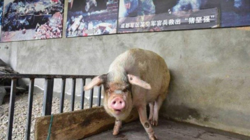 汶川地震的猪坚强