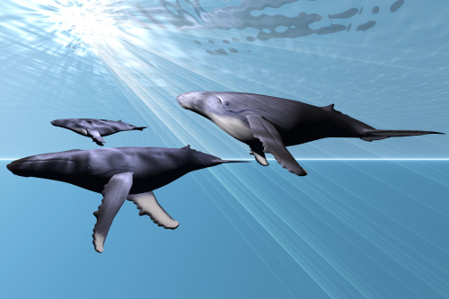 座头鲸也是属于哺乳类。