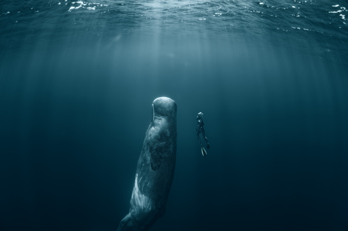 鲸鱼在水中以直立的姿态在睡觉。