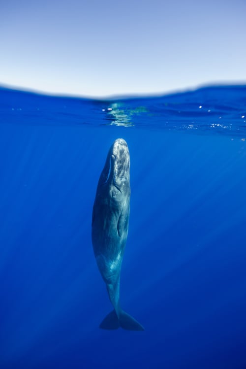 海中熟睡的鲸鱼为何不会往下沉呢？