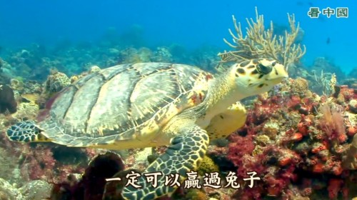 遨遊海中的大海龜。
