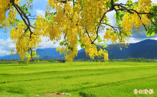 金黃的阿勃勒花、黃金稻浪，構成花東縱谷豐收的意象。