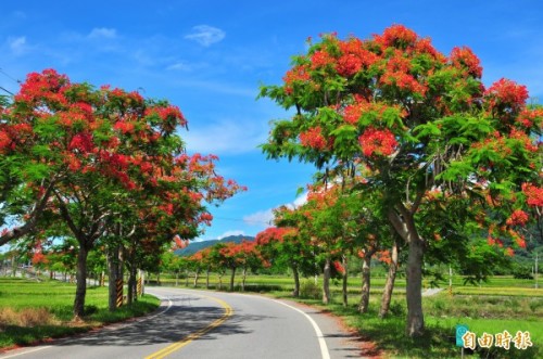 一九三縣道松浦以北的鳳凰花，艷麗的大紅色和蔚藍天、道路兩邊的梯田，處處都是美景。