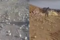 可爱小鸡竟在这地方四处乱窜