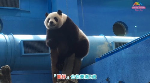 台北动物园中的大猫熊“圆仔”。