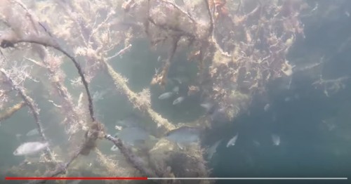 墨西哥灣深海大驚奇發現「水下叢林」