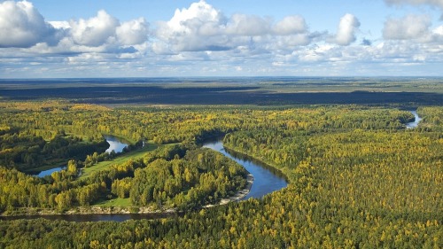 西伯利亚地区森林
