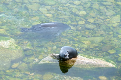 ​​​​​​​貝加爾湖水質乾淨到能夠直接飲用，有「世界之井」的名號。