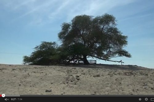 “生命之树”在沙漠中展现坚韧生命力