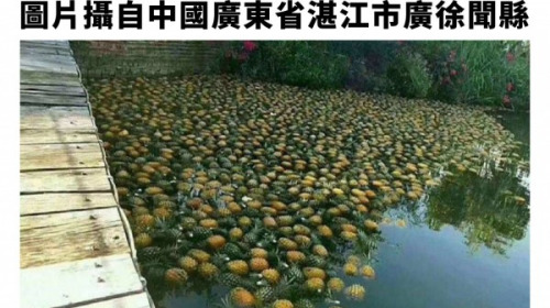 梨傾倒在水上的圖片是來自廣東。