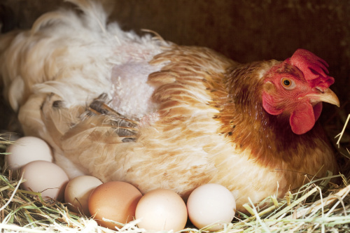 經過受精的雞蛋才能孵出小雞。而為什麼母雞就算沒有公雞也能下蛋呢？