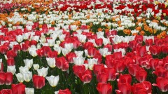 日本郁金香花的海洋(组图)