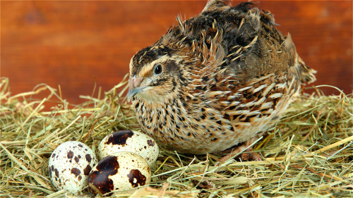 鵪鶉蛋是一種很好的滋補品，在營養上有獨特之處，故有「卵中佳品」之稱。