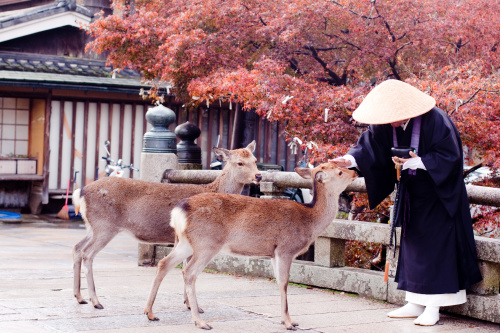 鹿很温驯吗？为何近期有传闻指出奈良小鹿会咬人，一点都不可爱。这是为什么呢？