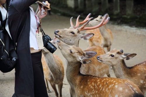 你有喂食过奈良的小鹿吗？如果没有正确地对待小鹿，它们是会不高兴的！