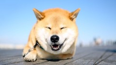 日本人為什麼幾乎不打狂犬疫苗(圖)