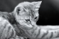 运气或诅咒这只舰猫待过的船都沉了(图)