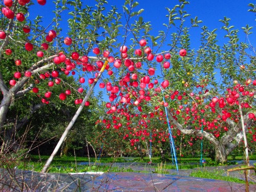 人類思想影響物質日老人栽種奇蹟蘋果