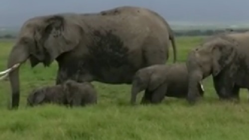 大象生下雙胞胎