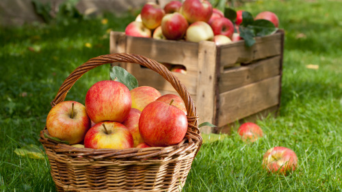 每日吃一個蘋果可以大幅降低患老年痴呆症的風險