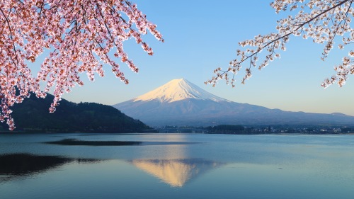 日本 櫻花 富士山
