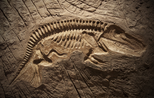 形状完整的恐龙化石。