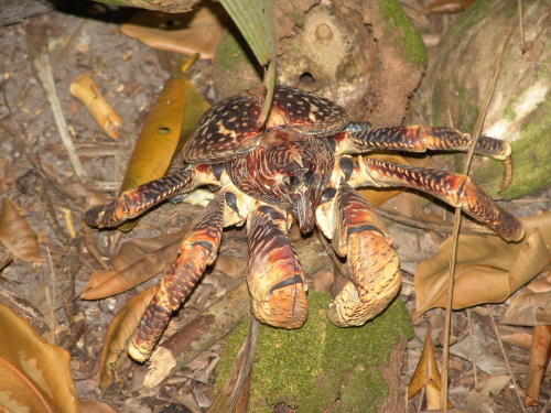 世界最大的螃蟹體長可達1米