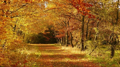 秋風中的落葉。（圖片來源：公用领域 Pixabay）