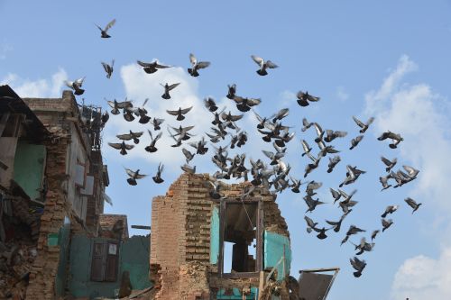 2015年5月2日，成群的鴿子圍繞在尼泊爾加德滿都一處遭受地震受損的房子周圍。