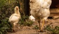 公鸡母鸡奋勇御敌保护小鸡的感人故事(图)