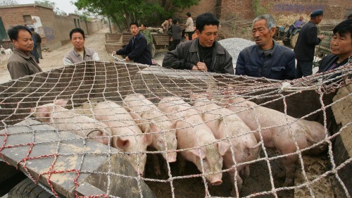 中国非洲猪瘟病毒扩散亚洲“几乎必然”