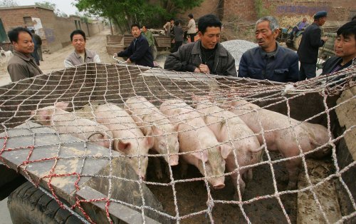 中国养猪业因非洲猪瘟疫情持续蔓延且日益严重而受到重创，产量大减。