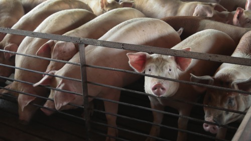 非洲猪瘟蔓延至美国？华人恐慌