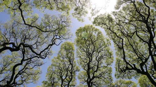 「樹冠羞避」是大自然的神奇現象。（圖片來源：維基百科）