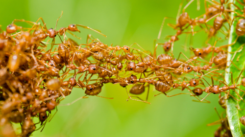 蚂蚁，古代又称马蚁或马螘是一种有社会性的生活习性的昆虫。