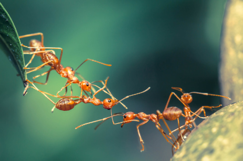 蚂蚁在许多生态系可以生存的原因是其社会化的组织，以及改变栖息地、寻找资源及自我防卫的能力。