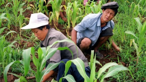 朝鲜农民