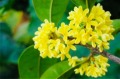 【天雪】五絕:白露吟・秋華荷塘夜色(組圖)