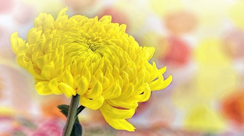 〔菩萨蛮〕节日：重阳･簪花赏菊