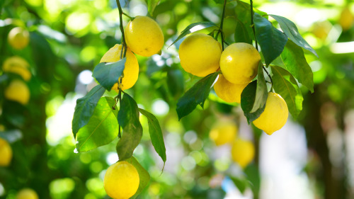 柠檬这种水果真是太神奇了！它味道清新，全世界很多人多喜欢它。