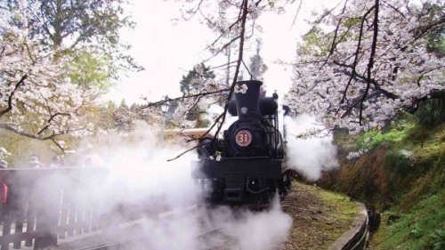 阿里山樱花树下的蒸汽火车。