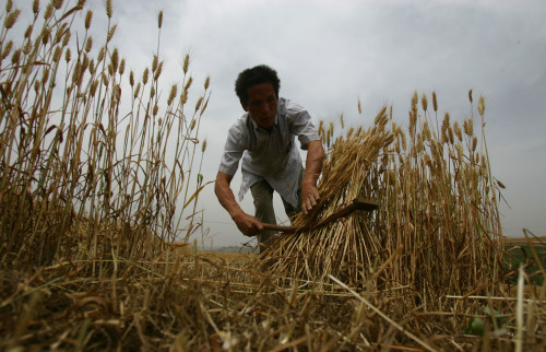 「土改」後中國農業有個黃金時代？騙你的！